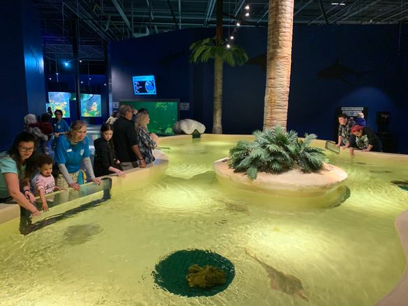 The Daytona Beach area has its first aquarium offering in the destination with the opening of the Daytona Aquarium and Rainforest Adventure. Visitors can explore close to 40 seperate exhibits including a 100,000-gallon shark exhibit and two touch pools in