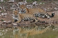 Jaguar mother and cub