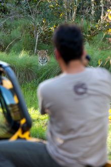 Jaguar cub