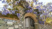 Wisteria in Winchester 