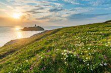 Wildflowers at Godrevy Head in Cornwall