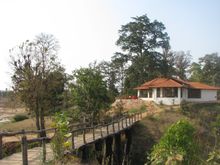 Flame of the Forest, Kanha, India