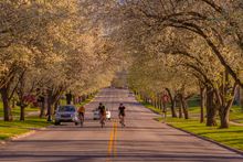 Spring blossoms in Columbus' Grandview neighborhood