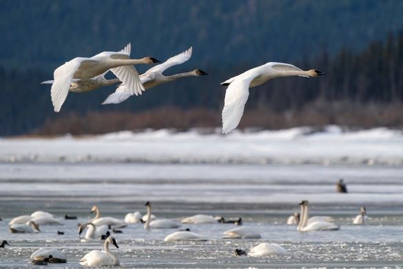 Celebration of Swans, Yukon Territory