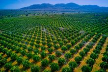 At Azerai Ke Ga Bay, curious explorers can head out an discover the dragon fruit farms of Binh Thuan province