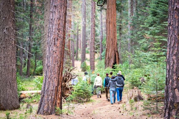 Yosemite National Park, Tuolumne Meadows giant sequoia, Earth's oldest living things.