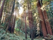 Demonstration State Forest near the Forest of Nisene Marks State Park