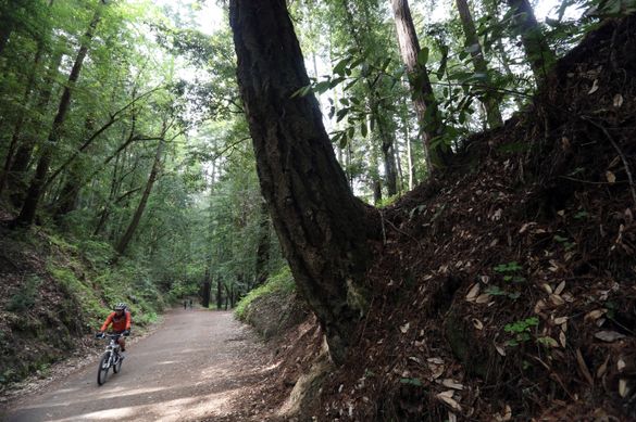 Demonstration State Forest, Soquel, California