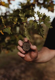 The Margaret River Truffle Farm