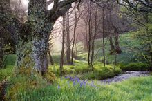 RSPB Moorland Safari - Bluebells_001_ 