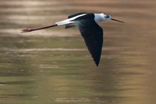 Black Wing Stilt