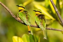 Little Bee Eater