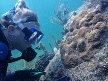 Mote Outplanting Coral Credit: Florida Keys News Bureau