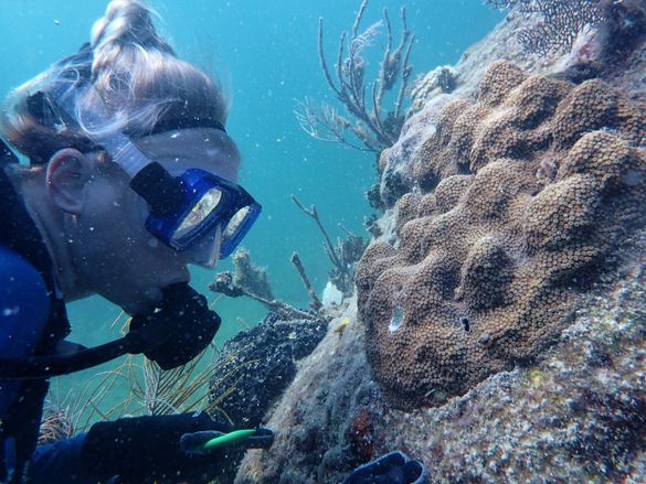 Mote Outplanting Coral Credit: Florida Keys News Bureau