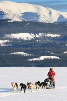 Dog sledding in Yukon