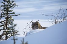 Canadian Lynx viewed from the Dempster Highway