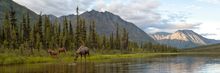 Moose in Wind River, Northern Yukon