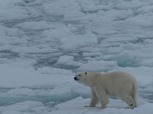 Polar bear on the ice edge, Svalbard