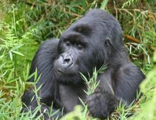 Silverback in Volcanoes National Park, Rwanda