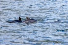 Bottlenose dolphins in the Firth of Forth