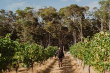 Margaret River Region wines