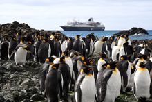 Heritage Adventurer, Macquarie Island