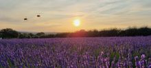 Sunset at The Lavender Fields, at Hartley Park Farm