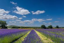 The Lavender Fields in bloom at Hartley Park Farm