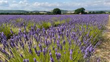 A sea of purple in the Lavender Fields at Hartley Park Farm