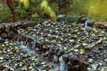 wasabi field