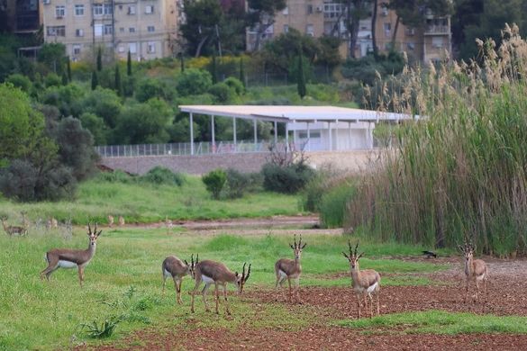 La Vallée des Gazelles 