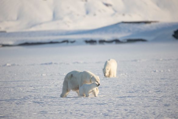 Secret Atlas offers expeditions to top wildlife watching destinations such as Svalbard in the Arctic.