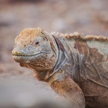 Galapagos Wildlife