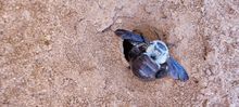 Burrowing bees tour in Carnarvon