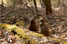 Quorum of Quokkas