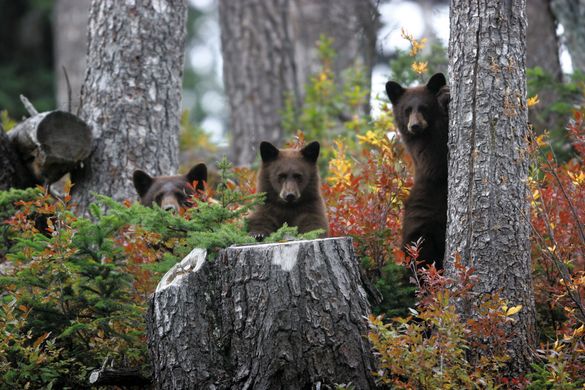 Bears in Whistler