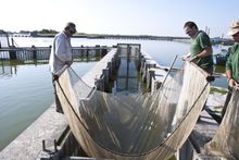 Pesca dell'anguilla - Comacchio