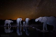 Ellies drinking at the Lala Limpopo Overnight Hide at Mashatu 