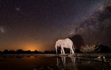 Lala Limpopo Overnight Hide at Mashatu - elephant by night