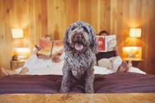 Dream Now, Go Later – 10 Dog-Friendly Holidays To Enjoy In The Future With PetsPyjamas