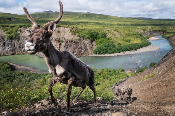 Porcupine Caribou at Ivvavik National Park 