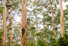 Bicentennial Tree in Pemberton