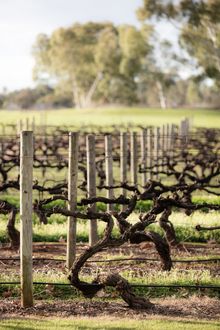 Swan Valley Old Vine Charter