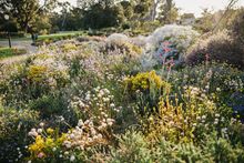 Kings Park Wildflowers