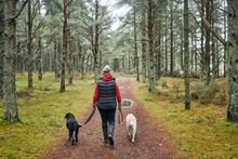 Dog walks at Tentsmuir Forest, Fife