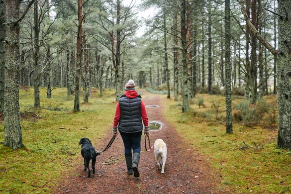 Dog walks at Tentsmuir Forest, Fife