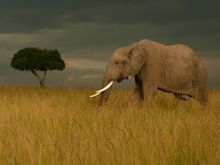 Elephant in the Masai Mara, Kenya 