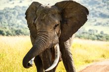 Elephant in the Masai Mara, Kenya