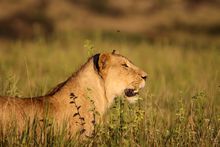 Lioness on evening hunt, Masai Mara, Kenya