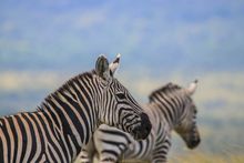 Zebra in the Masai Mara, Kenya